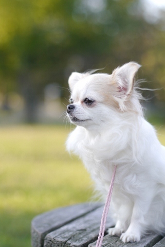 うちの愛犬。