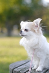 うちの愛犬。