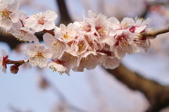 大阪城公園の梅林3