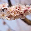 大阪城公園の梅林3