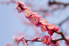 大阪城公園の梅林