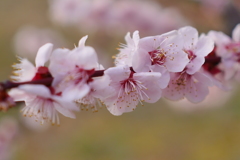 大阪城公園の梅林4