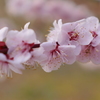 大阪城公園の梅林4