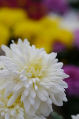 お花。