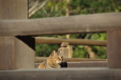 うつらうつら