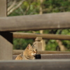 うつらうつら