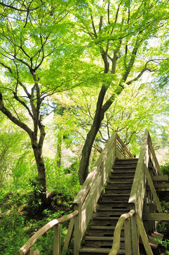 新緑の明月院