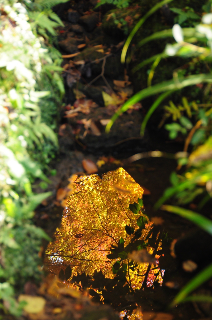 Pieces of autumn