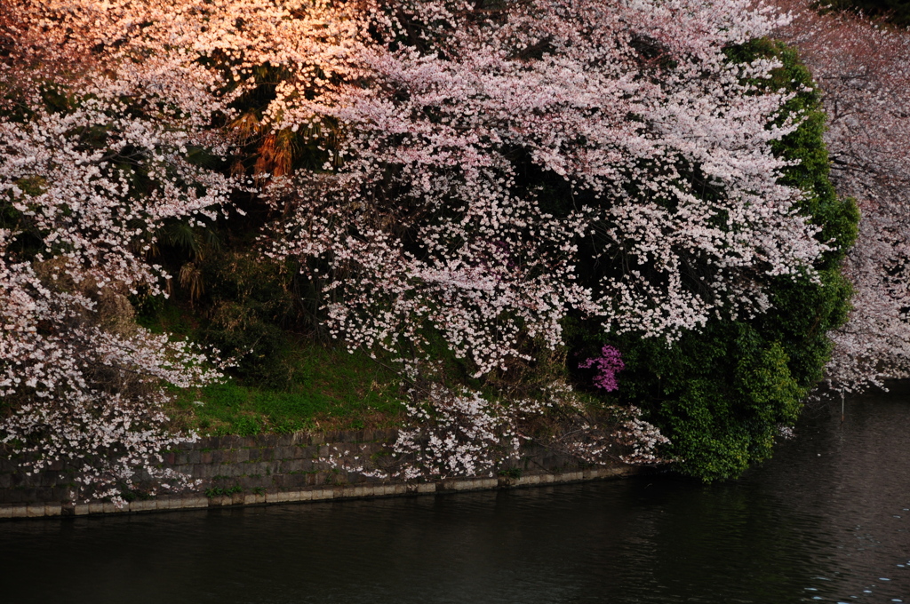 桜に守られて