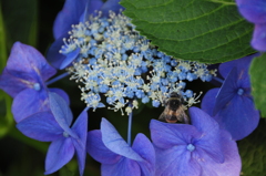 初夏の薫り