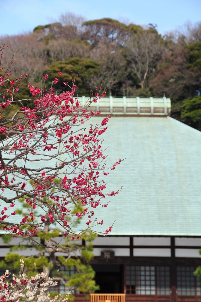 浄妙寺に観梅へ