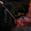 紅葉ライトアップ