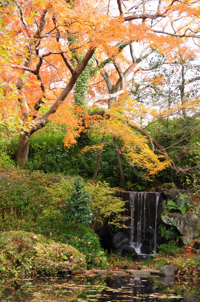 清水公園の紅葉