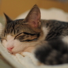 zzZZ