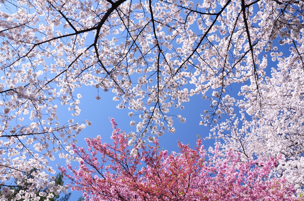桜に囲まれて