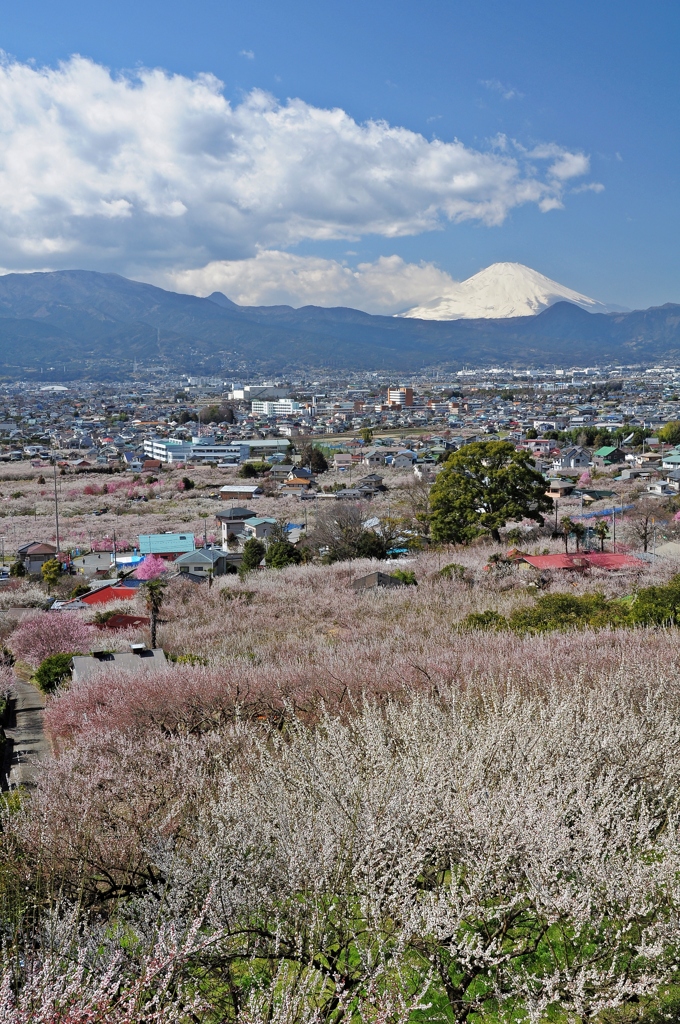 富士望む、梅の里