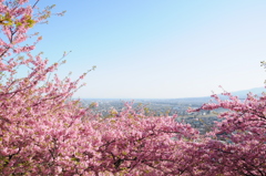 河津桜 in 松田山