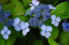 雨紫陽花