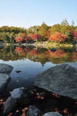 日本庭園の紅葉