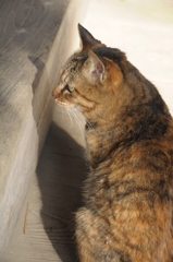 猫in妙本寺