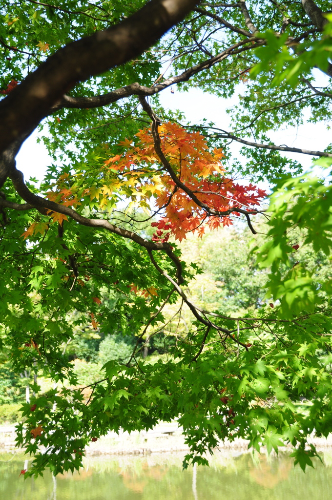 いち早く紅葉