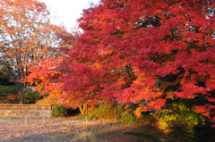 紅いグラデーション