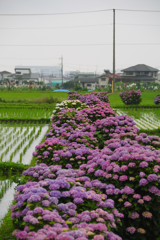 赤紫花道