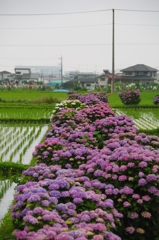 赤紫花道