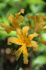 Yellow Spider Lily