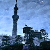 水鏡桜吹雪