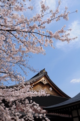 靖國神社の桜