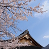 靖國神社の桜