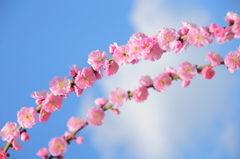 ume arch