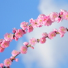 ume arch