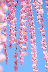 満開