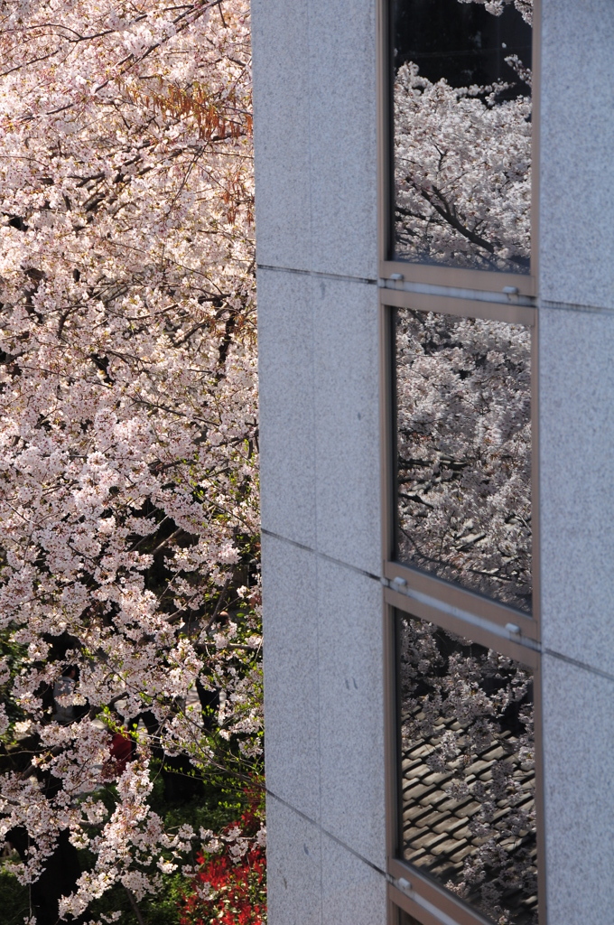 桜映る、桜