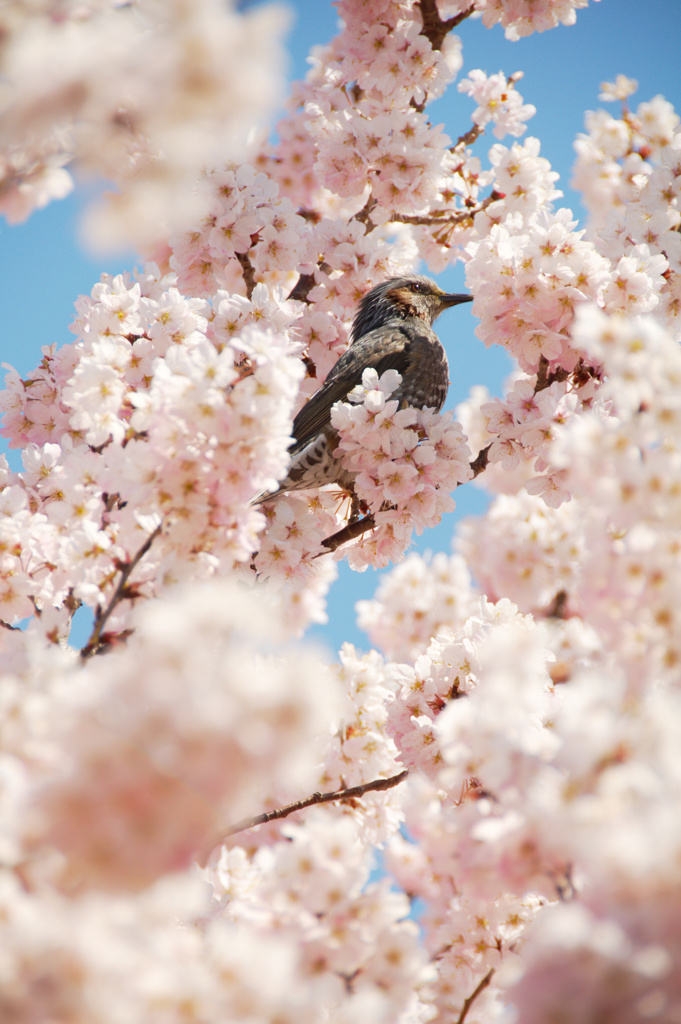 春の日常