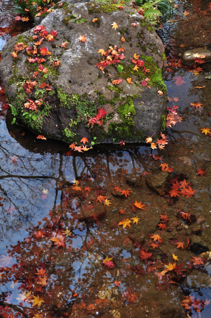 散り紅葉