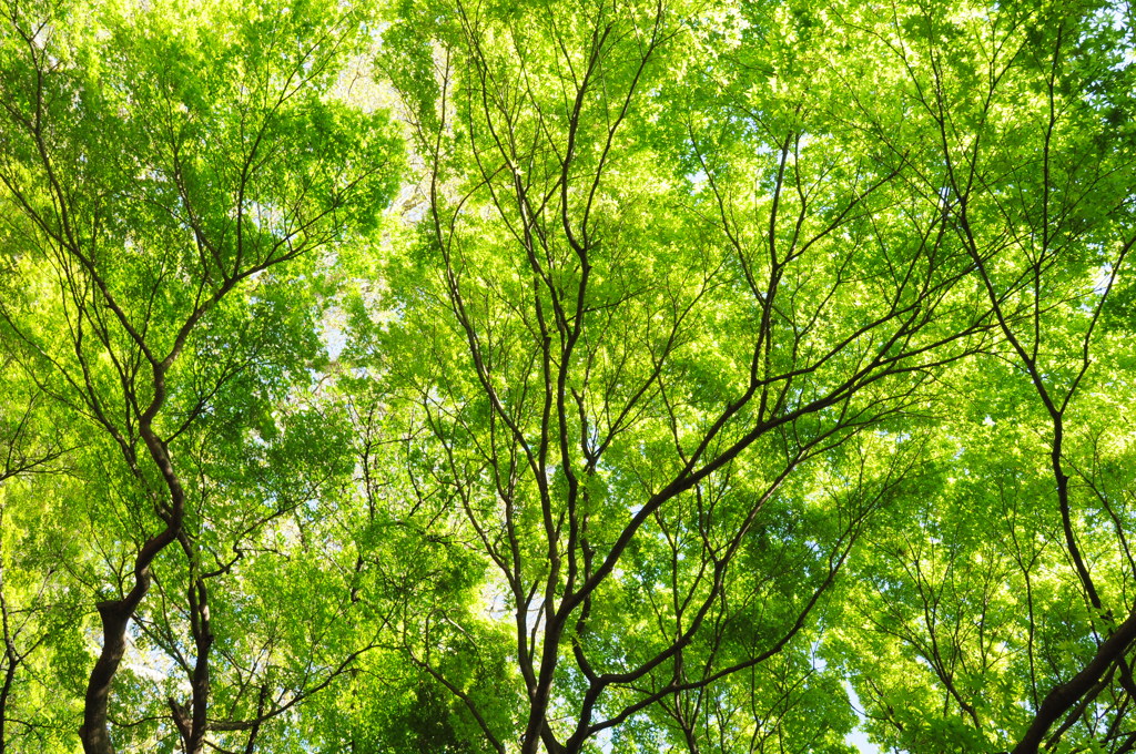 Fresh green