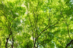 Fresh green