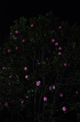 椿の照明