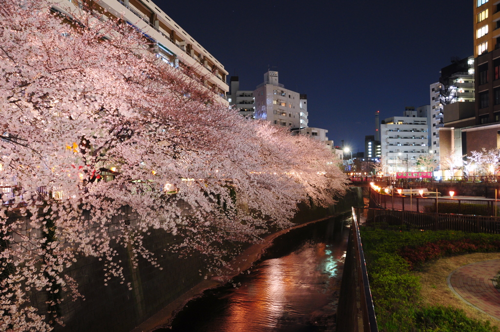 目黒川の夜桜
