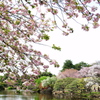 色とりどりの葉花