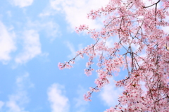 枝垂れ桜と青い空