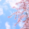 枝垂れ桜と青い空