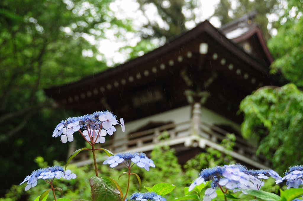 雨の浄智寺