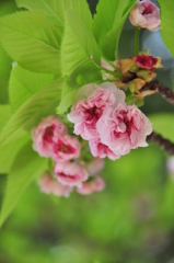 咲き始めの兼六園菊桜
