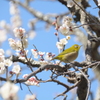 ウメとメジロ