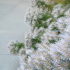 小さな菊
