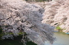 満開の桜雲